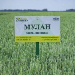 Озимая пшеница Мулан
