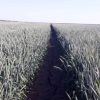 Озима пшениця Фелікс
