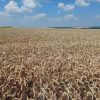 Озима пшениця Катаріна