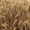 Озима пшениця Соліндо