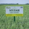 Озимая пшеница Мулан