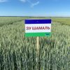 Озима пшениця ЗУ Шамаль