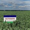 Остінато