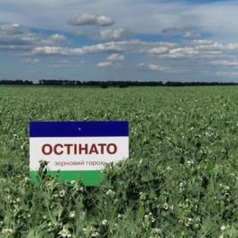 Остинато