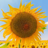 Насіння соняшника НС Авалон Преміум